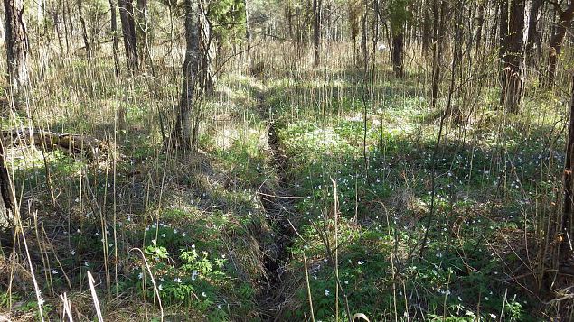 Old ditch, springfen, Viidume 