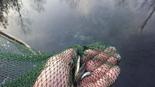 Common minnow (Phoxinus phoxinus), Kiigumisa, november 2014 