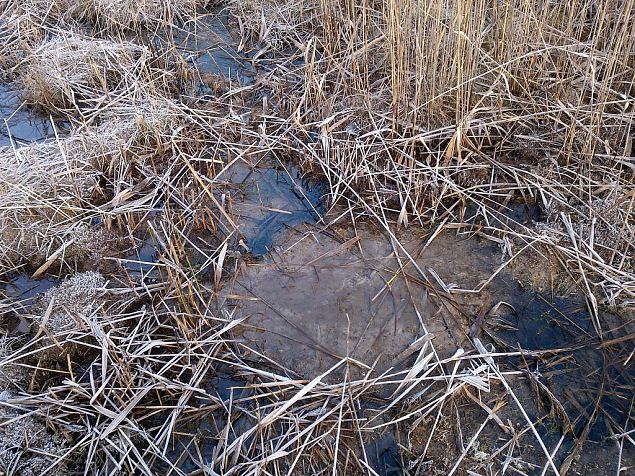 Tufa sediments, one of springs on Vormsi 