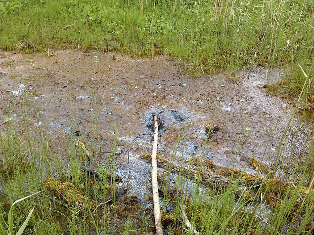 Spring on the island lake Prstviki, June 2015 