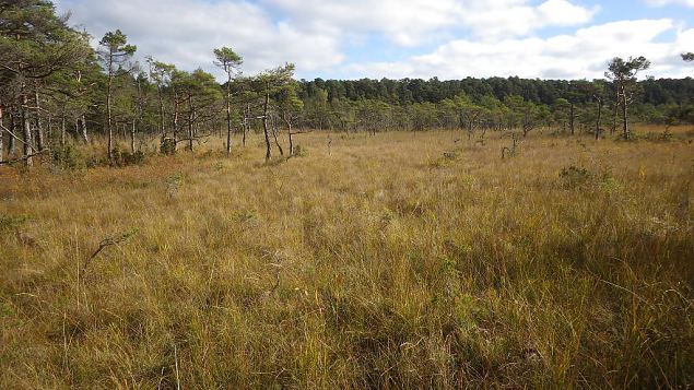 Springfen, Viidume, October 2016 