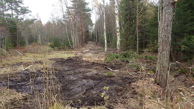 Closed ditch, Viidume, October 2016 