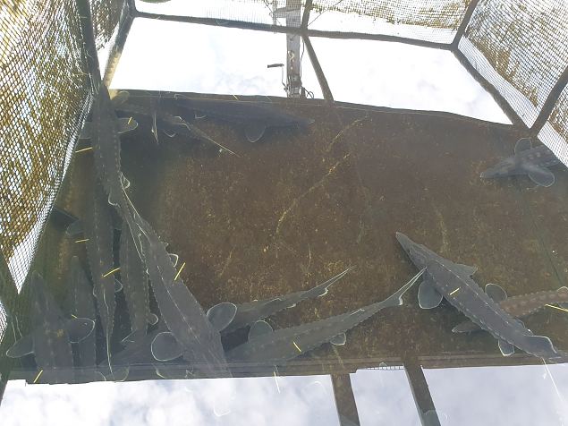 M�rgistatud 1 aasta vanad tuurad. 